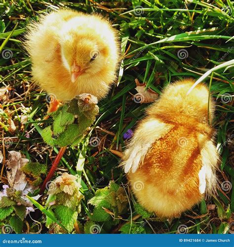 Chicken Life stock photo. Image of chicks, chicken, earth - 89421684