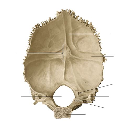 Teoría establecida metal Opuesto occipital bone anatomy perrito Comida ...