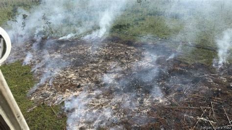 Efektifkah fatwa haram MUI tentang pembakaran hutan? - BBC News Indonesia