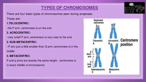 Chromosomes Types