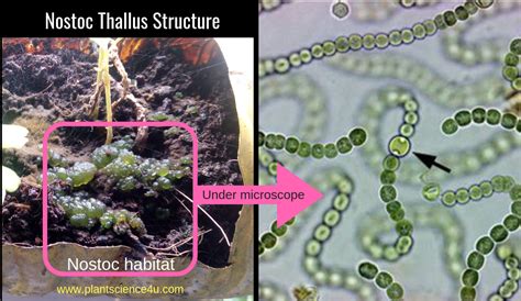 Nostoc Habitat and see the beauty under microscope. Green jelly from my ...