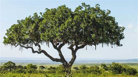 South African Trees: 8 Impressive Ones You Must See - Shamwari