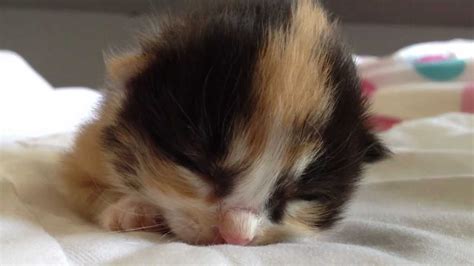 Cutest Calico kitten sleeping ♥ - YouTube