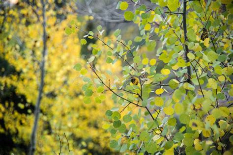 Close Up of Autumn Leaves on Aspen Trees. Stock Photo - Image of ...