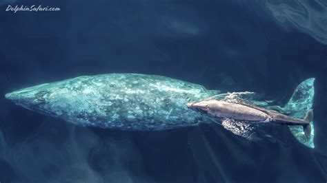 Baby gray whale swims with mother off Dana Point | FOX 5 San Diego ...