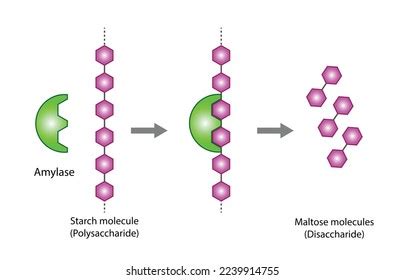 Carbohydrates Digestion Amylase Enzyme Catalyze Polysaccharide Stock Vector (Royalty Free ...