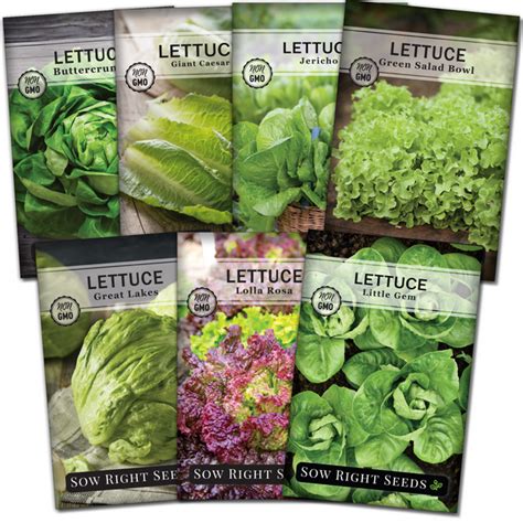 Lettuce Seeds Collection for Planting - Non GMO Heirloom Varieties for your Home Vegetable ...