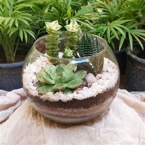 20 Creative Succulent Terrarium Ideas For You