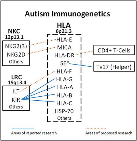 HLA gene complex encode ligands that react with receptors on the... | Download Scientific Diagram