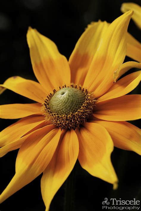 Prairie Sun | A prairie sunflower www.triscelephotography.co… | Diego | Flickr