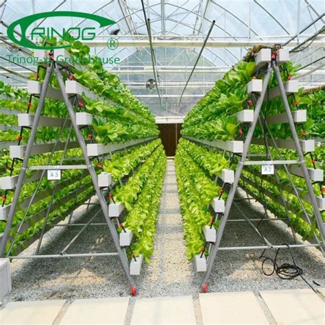 China Vertical A shelf hydroponics lettuce growing slot for greenhouse - China grow bag ...