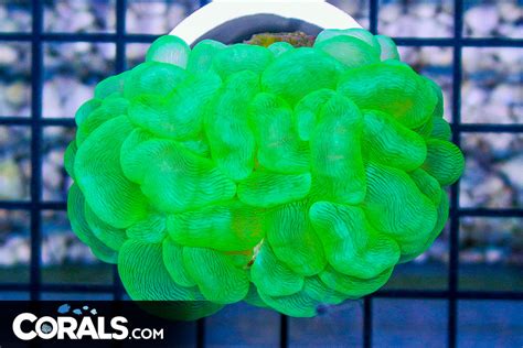 Bubble Coral – Indonesia – GREEN | Corals.com