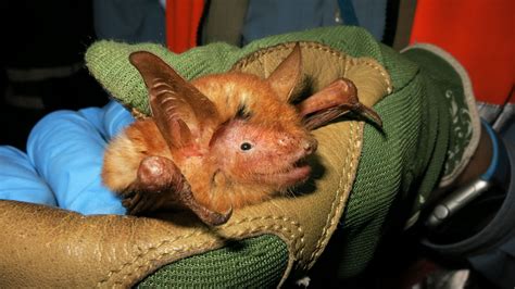 A new orange and black bat species is always ready for Halloween - Flipboard