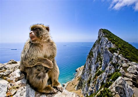 Shari Photography: Monkeys of Gibraltar