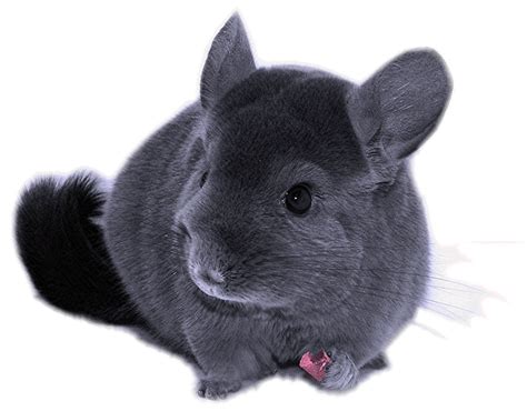 Cute Chinchillas - chinchilla Photo (38610641) - Fanpop