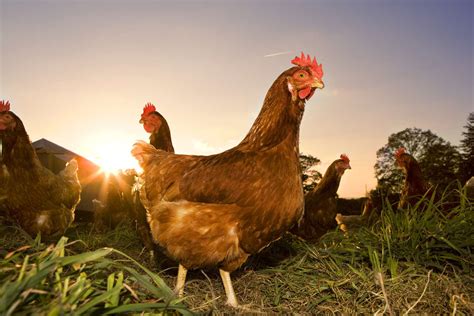 Careers With Animals: Poultry Farmer