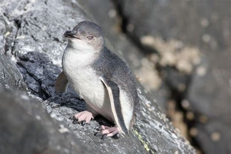 The 18 Best Penguin Species (All Of Them) | Penguin species, Penguins, Penguin awareness day