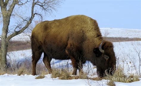 Buffalo In The Plains-3 Photograph by Gail Huddle - Fine Art America