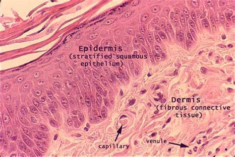 Layers Of Epidermis Histology