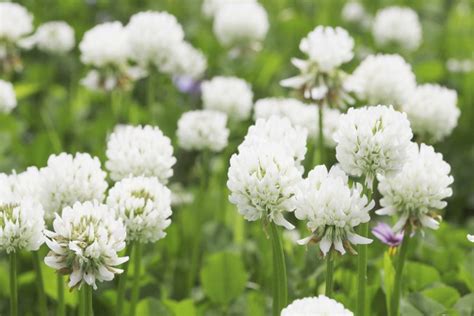 Trifolium repens (White Clover)