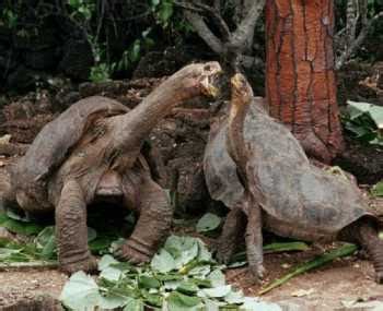 Animals Pinta Island Tortoise Facts And Latest Pictures | All Wildlife ...