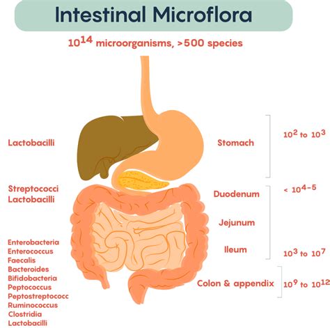 Are artificial sweeteners bad for your gut bacteria?