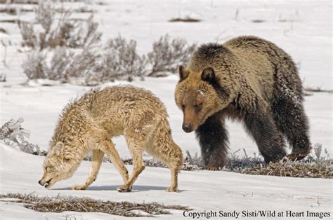 Wildlife Watching 101: Grizzly Bears in Yellowstone National Park | Yellowstone Gate