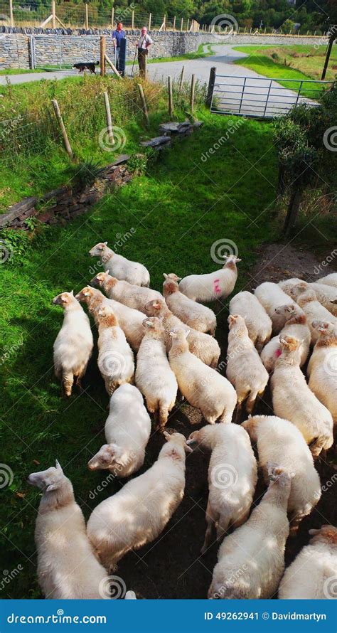 Sheep Stock Photo - Image: 49262941