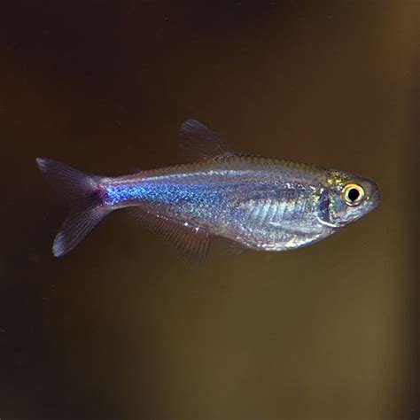 Blue Tetra Group: Tropical Fish for Freshwater Aquariums