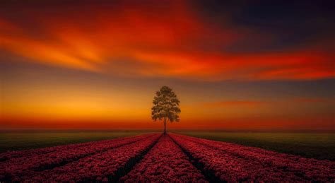 Lonely Tree Orange Sky Wallpaper, HD Nature 4K Wallpapers, Images and Background - Wallpapers Den