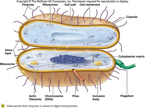 Mesosomes in prokaryotic cells