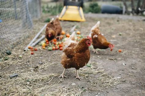 How To Compost Chicken Manure & Use It As Fertilizer | Will It Compost