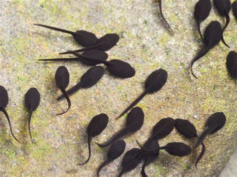 Tadpoles - Everything You Need to Know - VIVO Pets