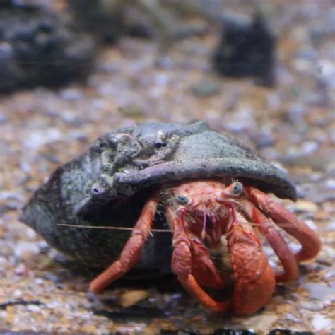 Setting Up Your Hermit Crab Tank (Crabitat) - SnakeTracks.com