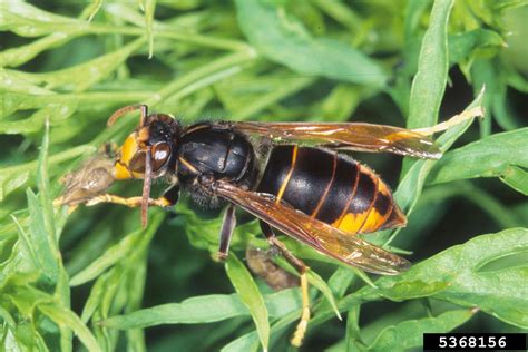 hornets/ yellow jackets (Genus Vespa)