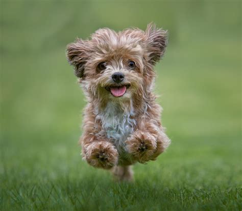 The top 20 cutest dog breeds in the world, ranked according to science - Country Life