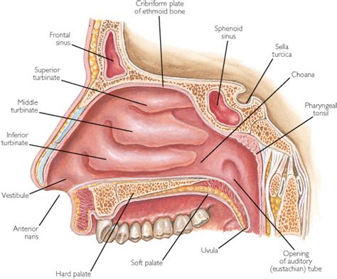 Structure & Function - Anatomy & Physiology of