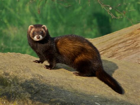 European Polecat Facts, Habitat, Diet, Pictures