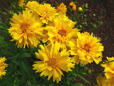 Perennial Flowers For Your Cutting Patch. – Higgledy Garden