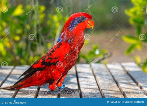 Blue-streaked Lory (Eos Reticulata) Stock Photo | CartoonDealer.com #41600802