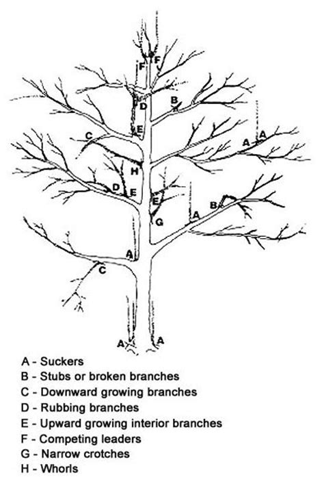 Gardening Tips For Beginners: How to prune an apple tree