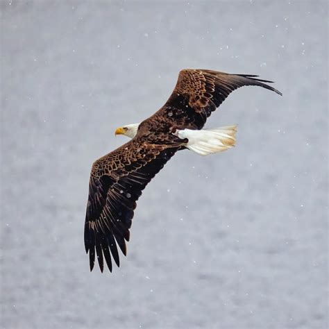 Close-up of a Bald Eagle Flying · Free Stock Photo