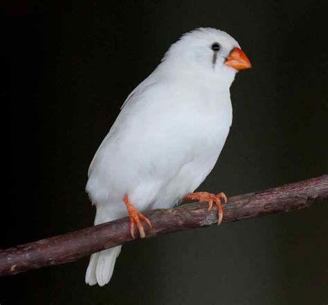 Zebra Finch Facts, As Pets, Care, Temperament, Pictures | Singing Wings ...