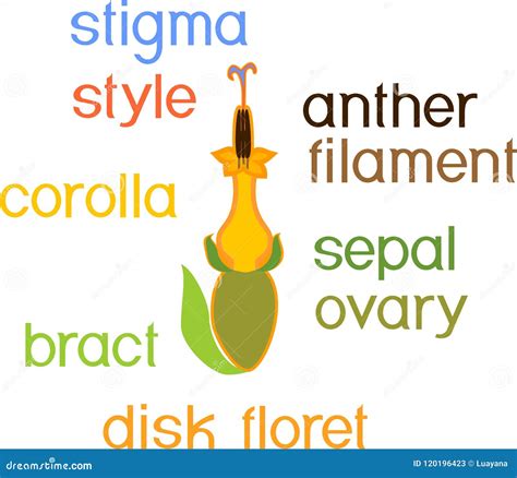 Structure of Actinomorphic Disk Flower from Inflorescence Flower Head or Pseudanthium with ...