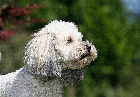 Poochon Obedience Training 1-2-1 Home Visits in North Yorkshire