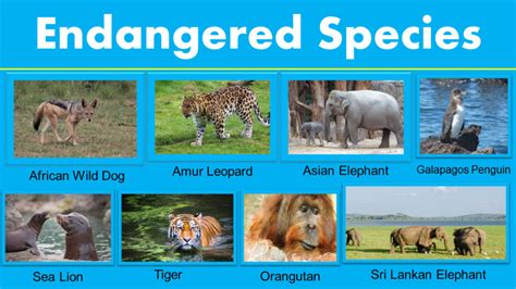 Animals Endangered Species List - GrammarVocab