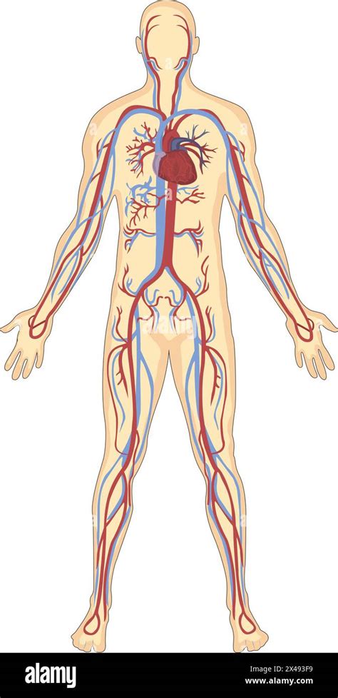 Human blood vessels anatomy Stock Vector Image & Art - Alamy