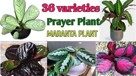 36 Prayer Plant Varieties with Names |Maranta Plant Varieties |Plant ...