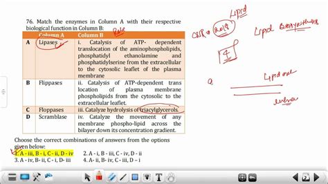 Flippase Vs Floppase Vs Scramblase | Biomembrane #dbtjrf2023 #csirnet2022 - YouTube