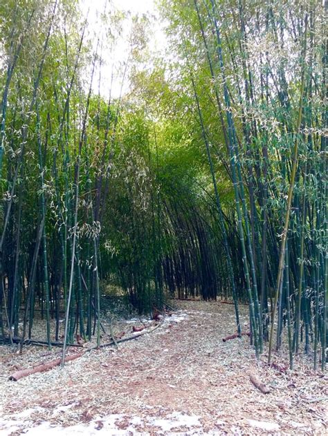 One of the hidden gems at Rutgers, the bamboo pathway at the Rutgers ...